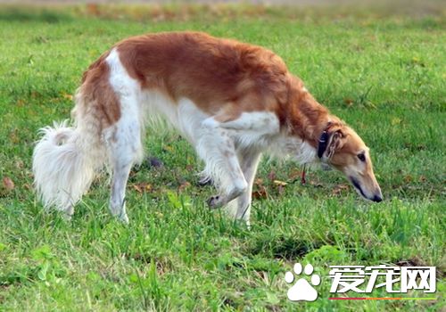蘇俄獵狼犬性格 是一種紳士安靜可愛的伴侶