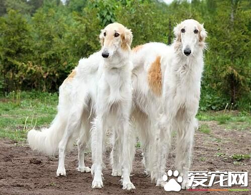 蘇俄獵狼犬性格 是一種紳士安靜可愛的伴侶