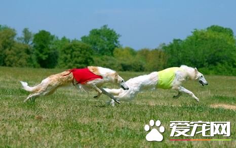 蘇俄獵狼犬吃什麼狗糧 按狗狗喜好來進行選擇