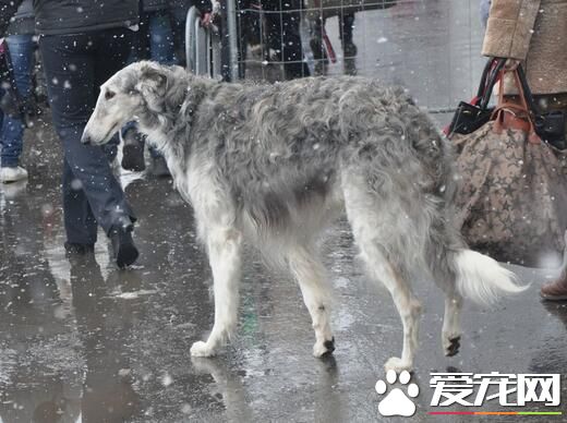 蘇俄獵狼犬吃什麼狗糧 按狗狗喜好來進行選擇