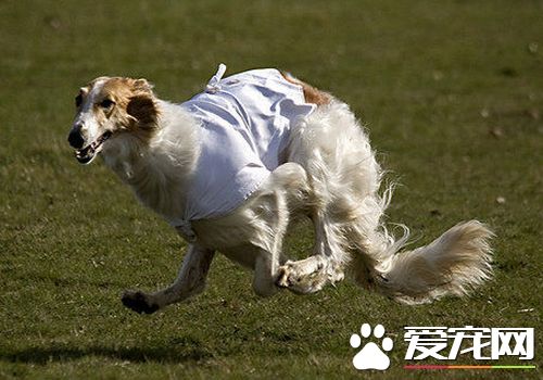 蘇俄獵狼犬吃什麼狗糧 按狗狗喜好來進行選擇