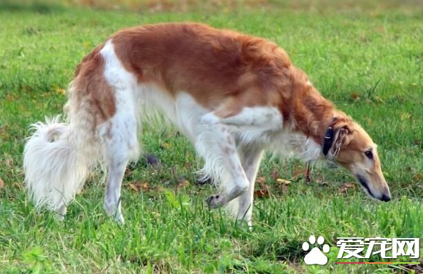 蘇俄獵狼犬怎麼樣 對孩子不是很有耐心