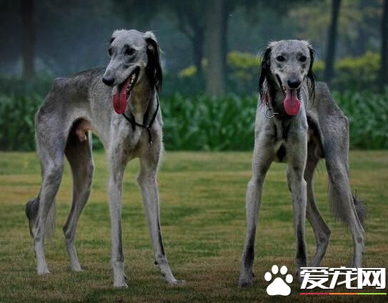 蘇俄獵狼犬怎麼樣 對孩子不是很有耐心
