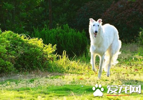 蘇俄獵狼犬怎麼樣 對孩子不是很有耐心