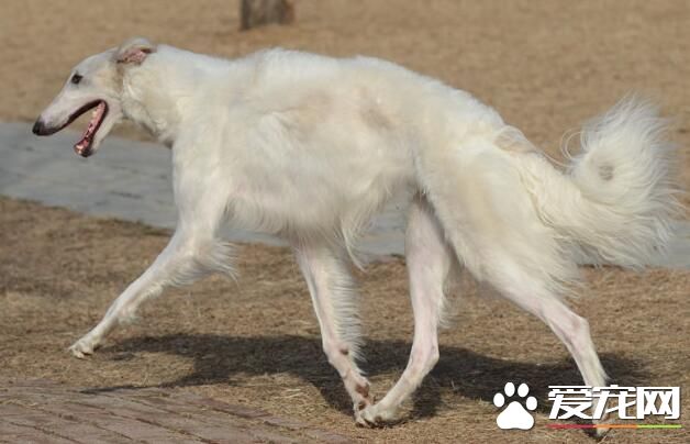 蘇俄獵狼犬怎麼看純種 如何判斷狗狗是不是純種