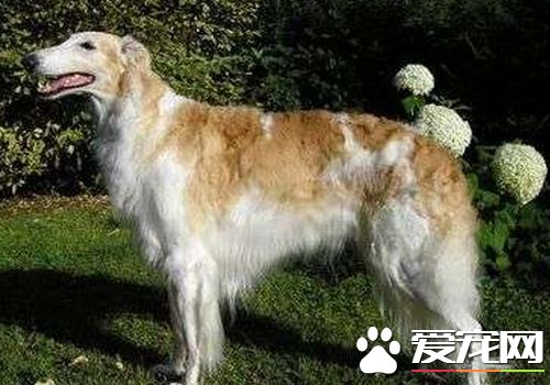 蘇俄獵狼犬怎麼看純種 如何判斷狗狗是不是純種