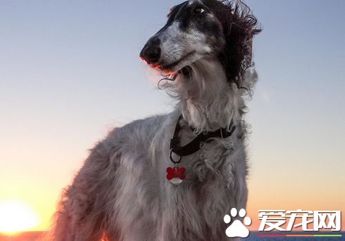 蘇俄獵狼犬凶猛嗎 不適合有小孩的家庭飼養