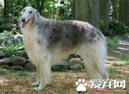蘇俄獵狼犬凶猛嗎 不適合有小孩的家庭飼養