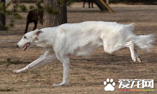 蘇俄獵狼犬凶猛嗎 不適合有小孩的家庭飼養
