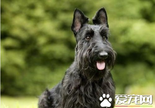 蘇格蘭梗愛叫嗎 蘇格蘭梗屬於比較安靜的犬種