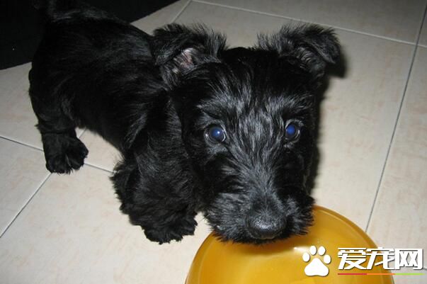 蘇格蘭梗愛叫嗎 蘇格蘭梗屬於比較安靜的犬種