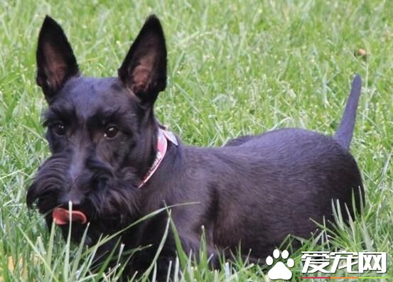 蘇格蘭梗愛叫嗎 蘇格蘭梗屬於比較安靜的犬種