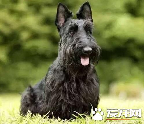 蘇格蘭梗聰明不 其實不是特別聰明的狗狗