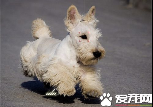 蘇格蘭梗打架厲害麼 蘇格蘭梗犬有攻擊性