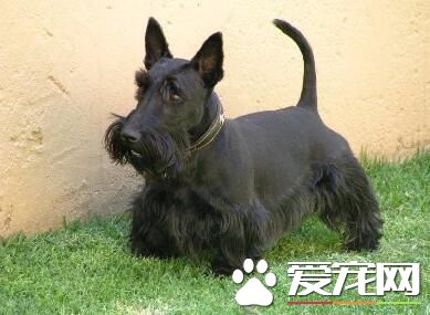 蘇格蘭梗打架厲害麼 蘇格蘭梗犬有攻擊性