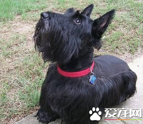 蘇格蘭梗的美容 美容的時候要對狗喃喃細語