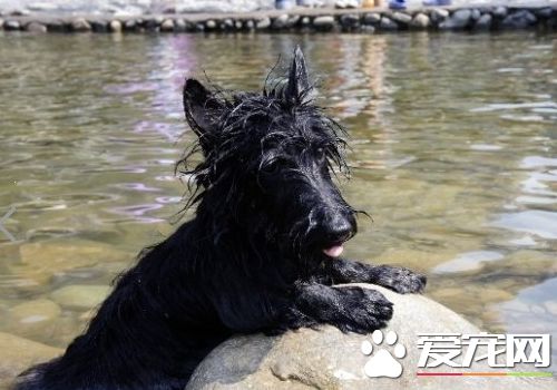 蘇格蘭梗的特點 一種堅定而有主見的狗