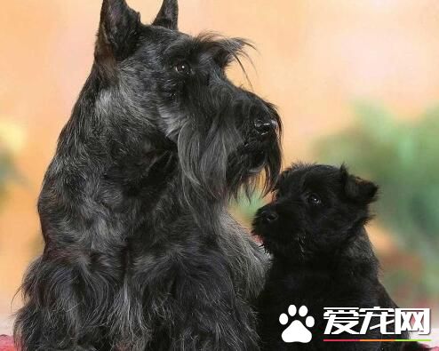蘇格蘭梗的特點 一種堅定而有主見的狗