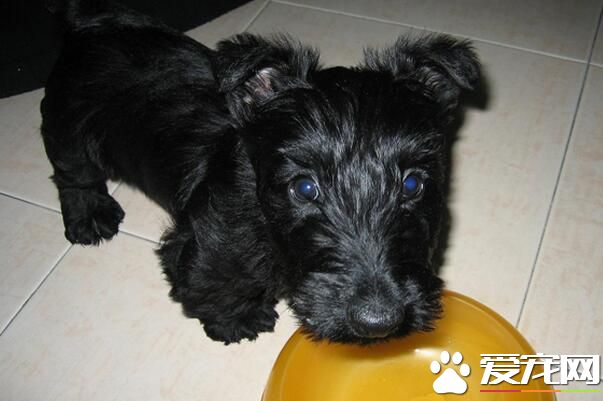 蘇格蘭梗掉毛程度 蘇格蘭梗掉毛情況並不嚴重