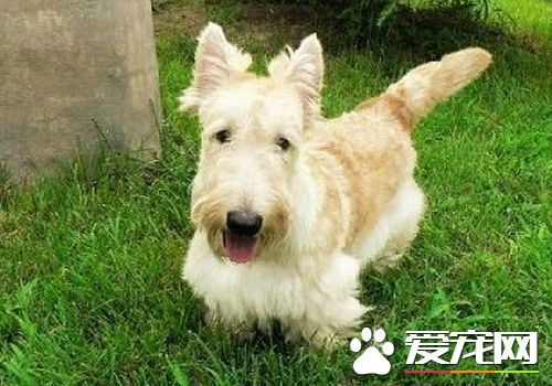 蘇格蘭梗掉毛程度 蘇格蘭梗掉毛情況並不嚴重