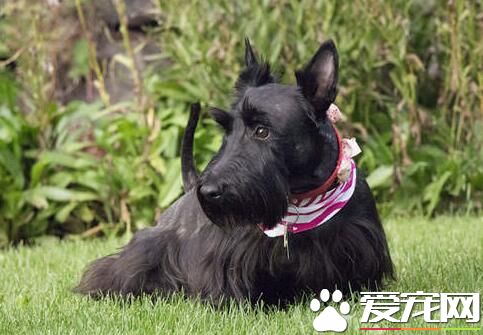 蘇格蘭梗多久長大 到1歲半左右發育完成