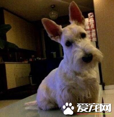 蘇格蘭梗多久長大 到1歲半左右發育完成