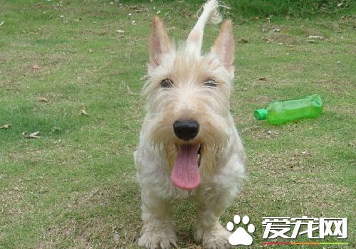 蘇格蘭梗多久長大 到1歲半左右發育完成