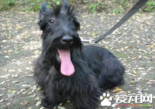 蘇格蘭梗跟貴賓哪個更貴 不同純種價格也不相同