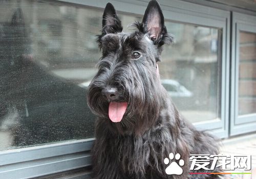 蘇格蘭梗貴不貴 蘇格蘭梗貴不貴要看品相