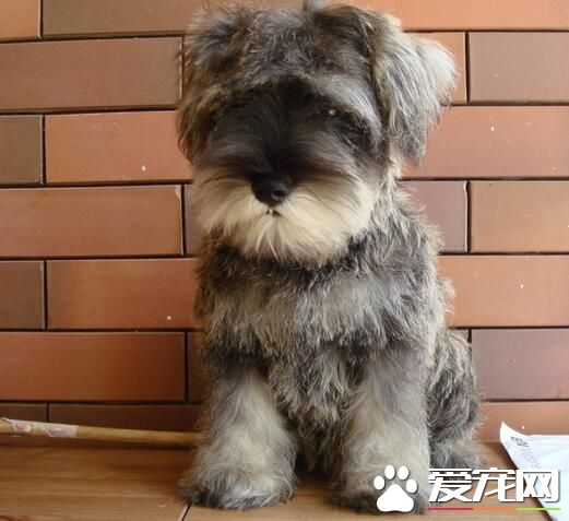 標准型雪納瑞犬智商 雪納瑞的智商高有活力