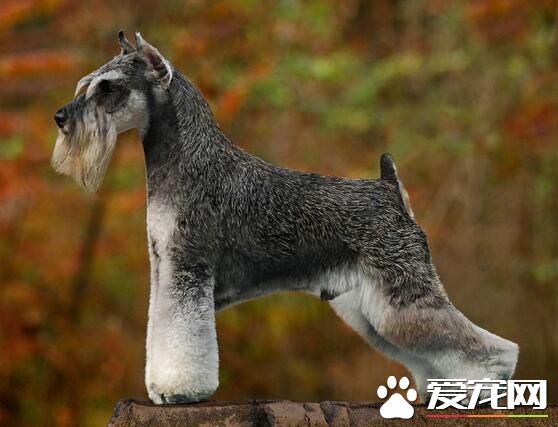 標准雪納瑞好養嗎 雪納瑞犬是不錯的選擇
