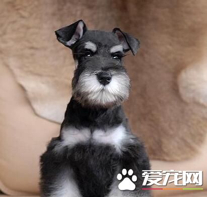 標准雪納瑞好養嗎 雪納瑞犬是不錯的選擇