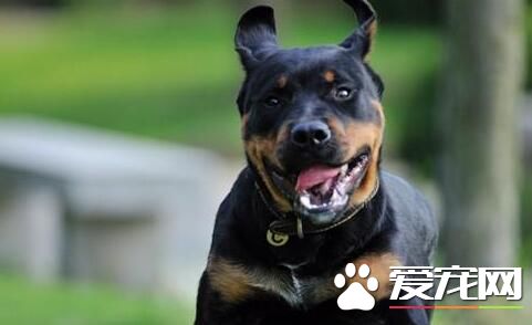 羅威納犬咬力 羅威納是咬合力最強的狗之一