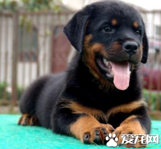 羅威納犬咬力 羅威納是咬合力最強的狗之一