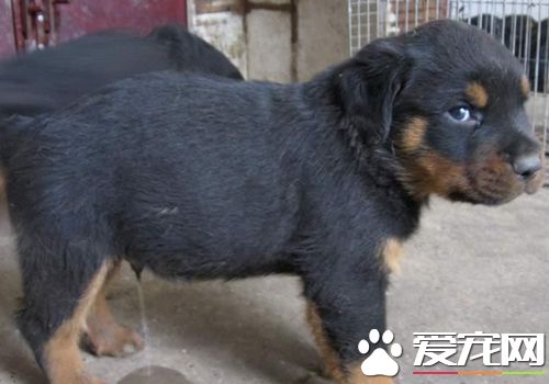 羅威納犬有耳號嗎 耳號主要是德牧使用