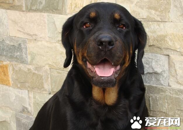 羅威納犬有耳號嗎 耳號主要是德牧使用
