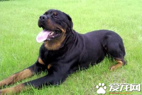 羅威納犬有耳號嗎 耳號主要是德牧使用