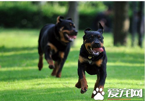 羅威納犬咬人 哪些原因會造成羅威納犬喜歡咬人