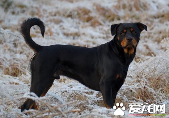 羅威納犬咬人 哪些原因會造成羅威納犬喜歡咬人