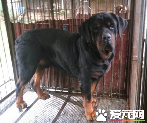 羅威納犬咬人 哪些原因會造成羅威納犬喜歡咬人