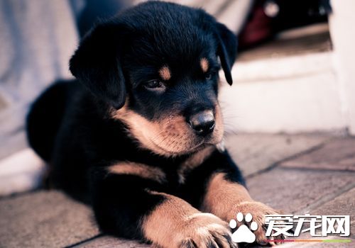 羅威納犬有幾個系 羅威納犬一共有三個系