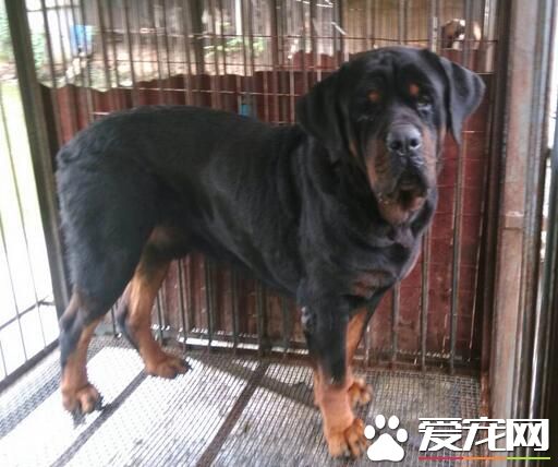 羅威納犬有幾個系 羅威納犬一共有三個系