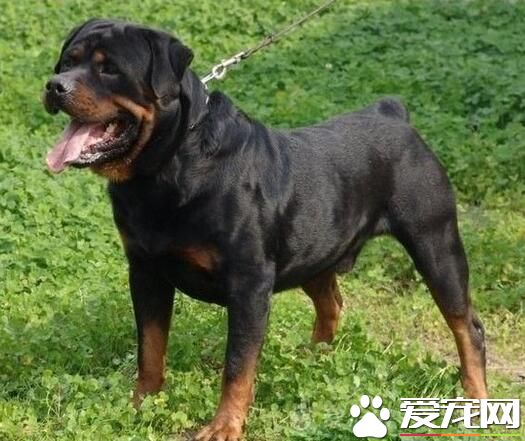 羅威納犬有幾個系 羅威納犬一共有三個系