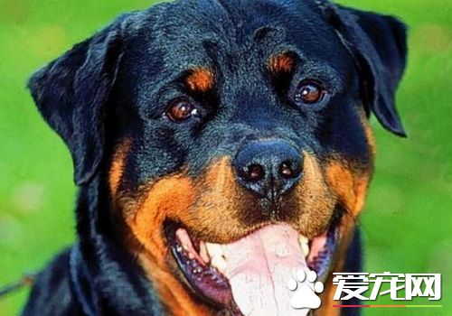 羅威納犬怎麼看純種 辨別羅威納犬是否純種技巧