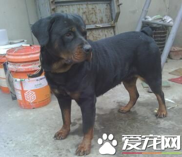 羅威納犬怎麼咬主人 一般不會咬人尤其是主人