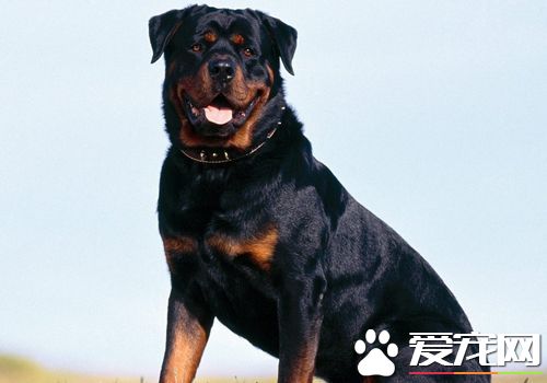 羅威納犬怎麼咬主人 一般不會咬人尤其是主人