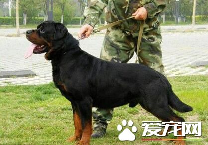 羅威納犬怎麼看純種 辨別羅威納犬是否純種技巧