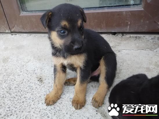 羅威納犬怎麼看純種 辨別羅威納犬是否純種技巧