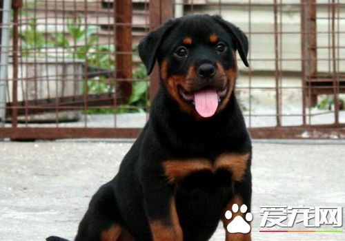 羅威納犬為什麼要斷尾 羅威納犬要斷尾的必要性