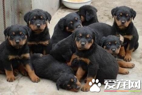 羅威納犬為什麼要斷尾 羅威納犬要斷尾的必要性